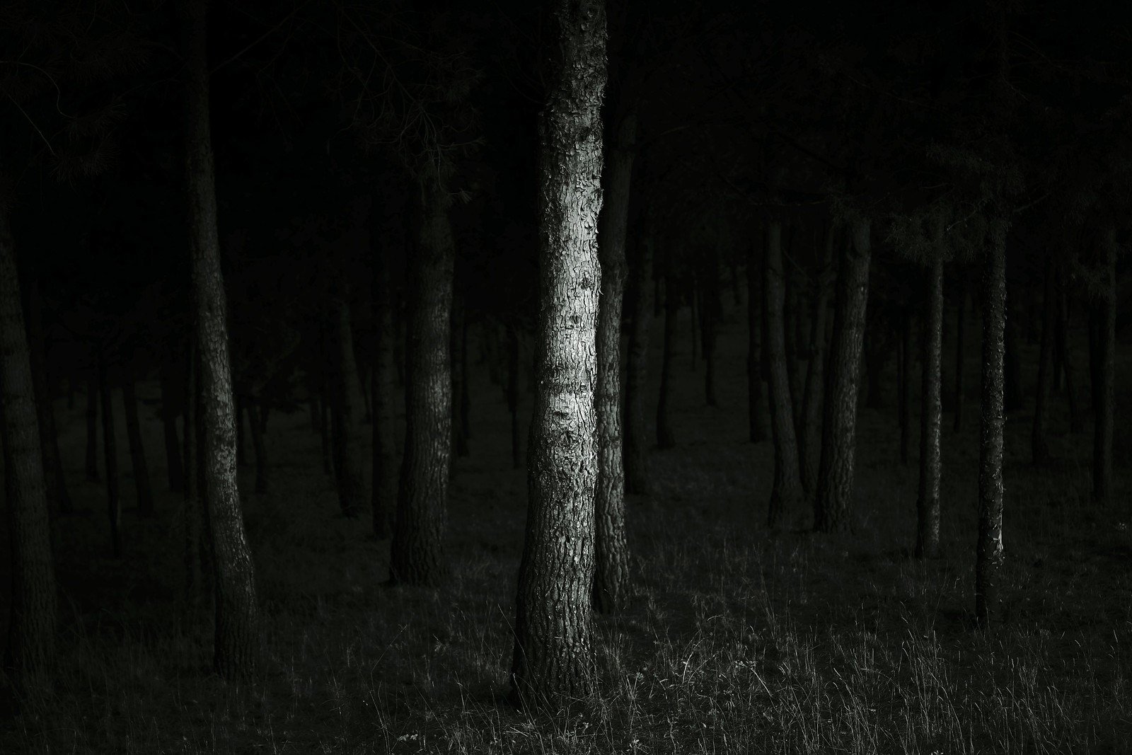 Entre las sombras