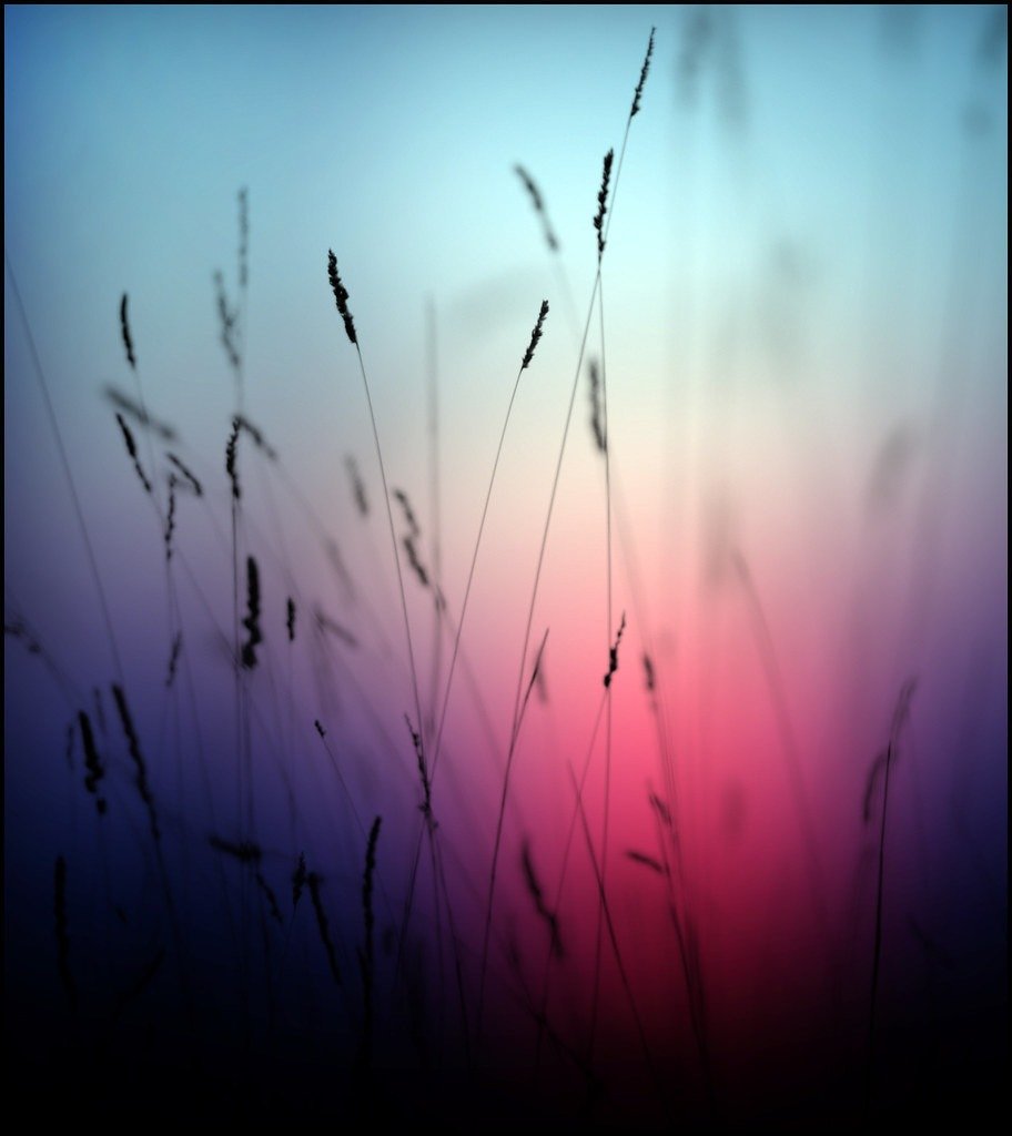 Formas vivas