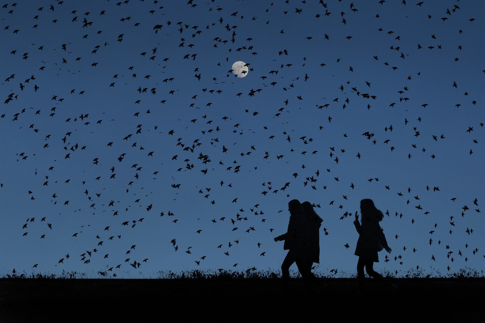 Pájaros en la cabeza