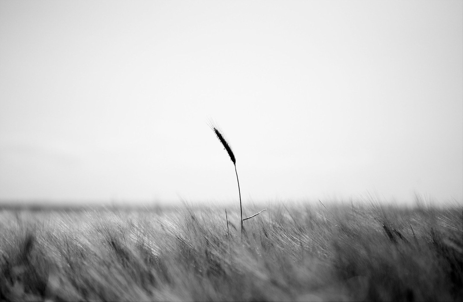 Verso suelto