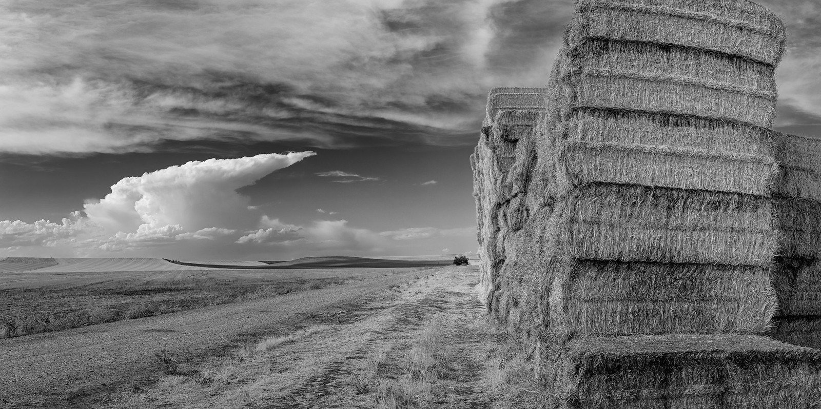 Campo