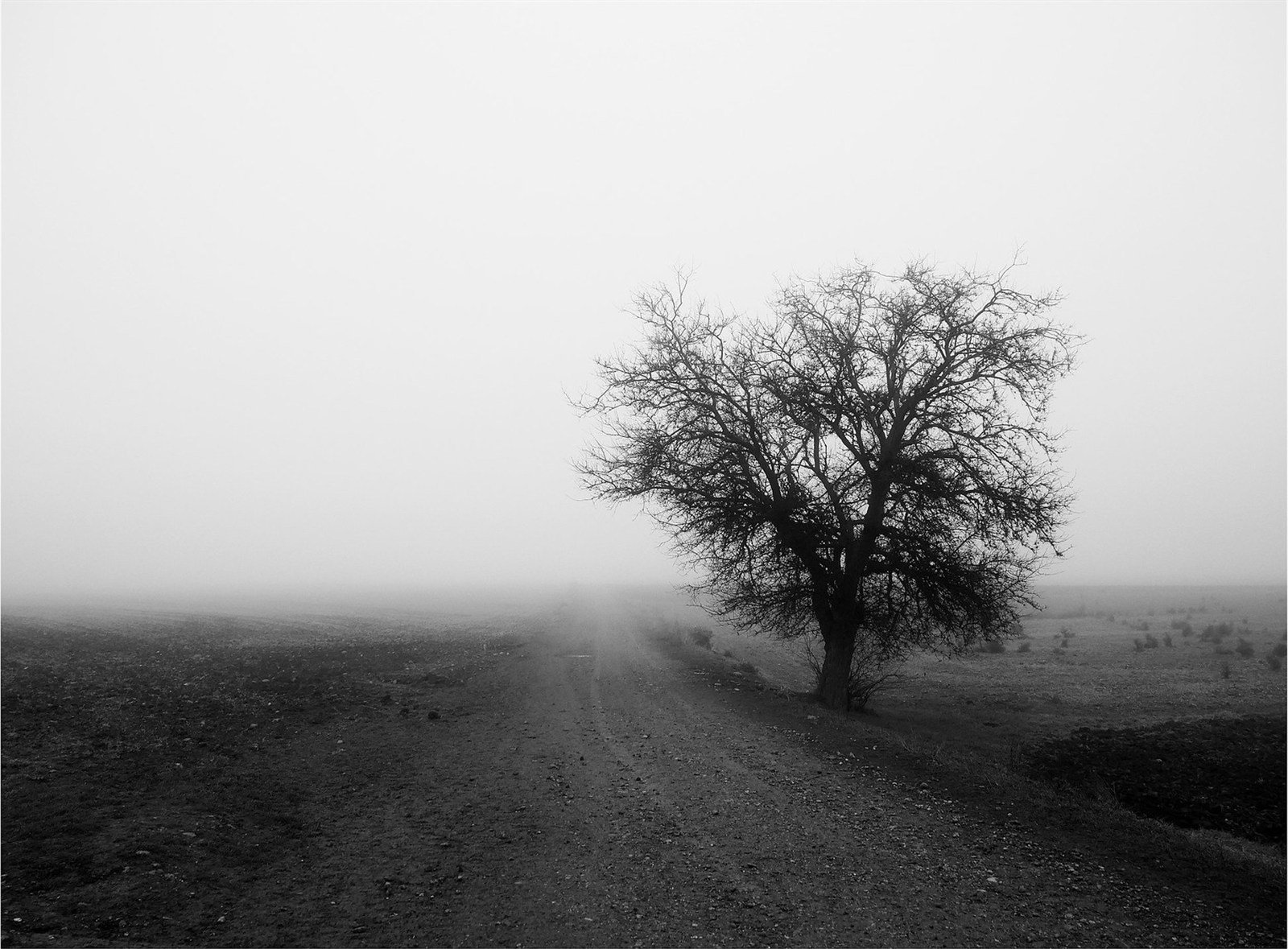 Niebla