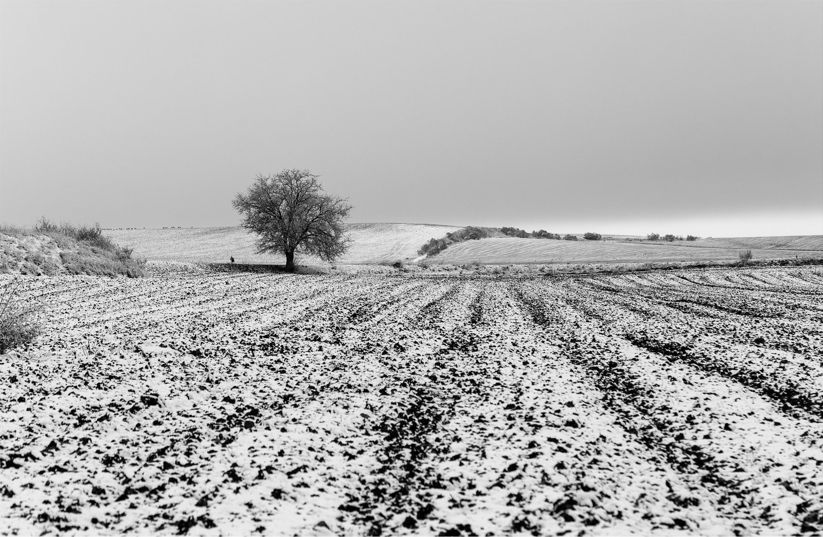 Nieves