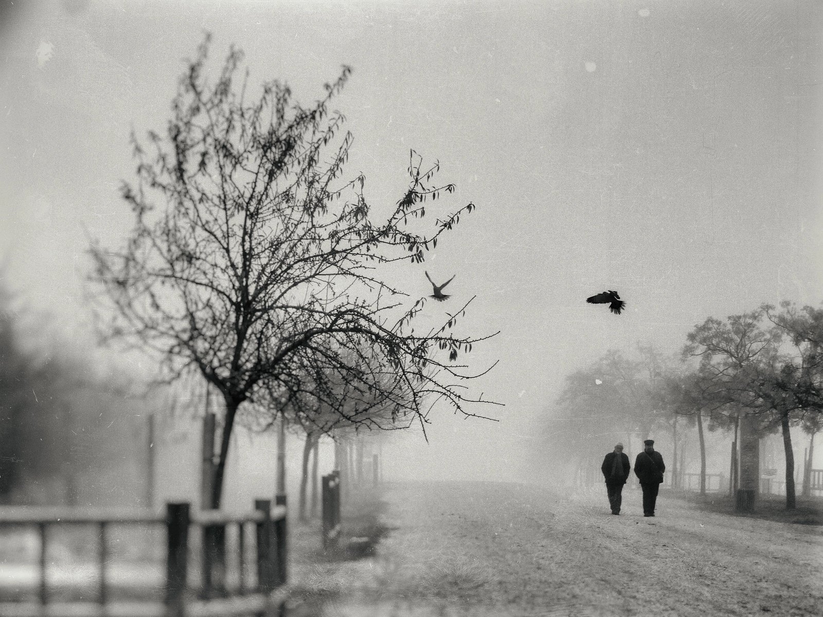 Two Birds